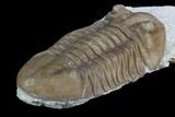 Long, D Asaphus Plautini Trilobite Fossil - Russia #125671-4